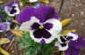 nature_website_11001023.jpg