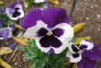 nature_website_11001047.jpg
