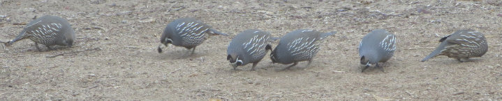 nature_website_11066037.jpg