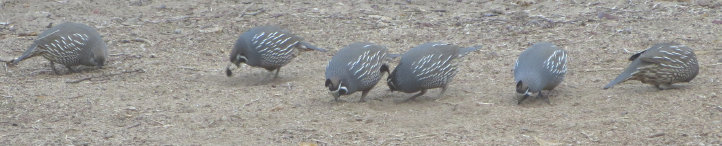 nature_website_11077008.jpg